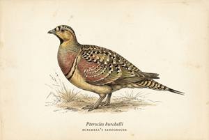 Burchell's Sandgrouse illustration