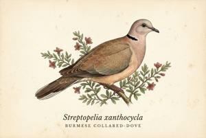 Burmese Collared-Dove illustration