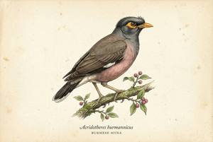 Burmese Myna illustration