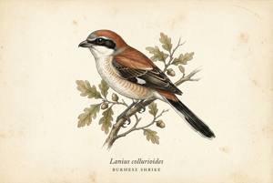 Burmese Shrike illustration