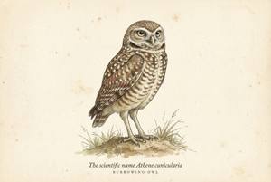 Burrowing Owl illustration