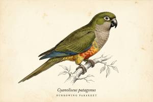Burrowing Parakeet illustration