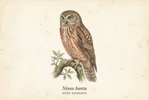 Buru Boobook illustration