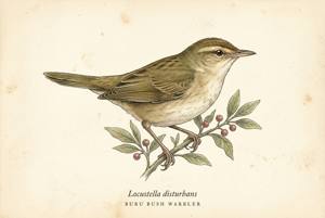 Buru Bush Warbler illustration