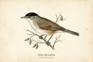 Bush Blackcap illustration