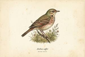 Bush Pipit illustration
