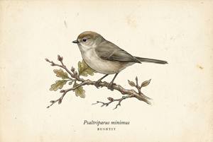 Bushtit illustration