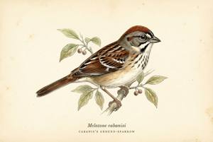 Cabanis's Ground-Sparrow illustration