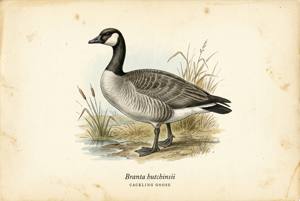Cackling Goose illustration