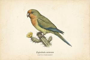 Cactus Parakeet illustration