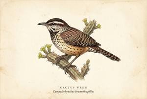 Cactus Wren illustration