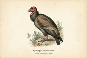 California Condor illustration