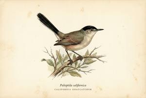 California Gnatcatcher illustration