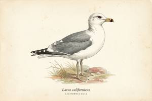 California Gull illustration