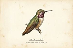 Calliope Hummingbird illustration