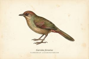 Cambodian Laughingthrush illustration