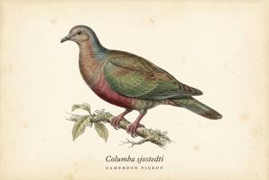 Cameroon Pigeon illustration