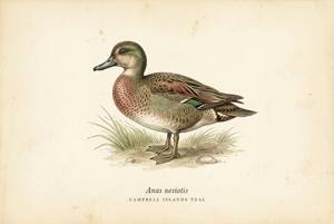 Campbell Islands Teal illustration