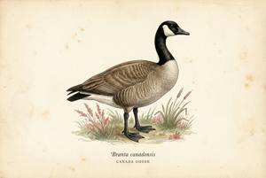 Canada Goose illustration