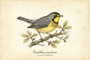 Canada Warbler illustration