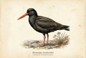 Canarian Oystercatcher illustration
