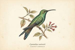 Canivet's Emerald illustration
