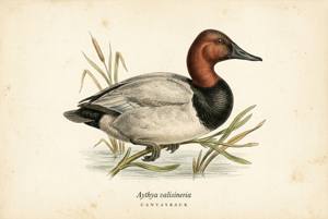 Canvasback illustration