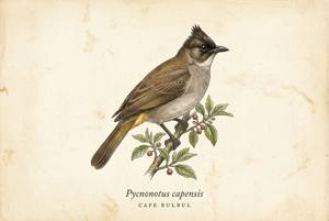 Cape Bulbul illustration