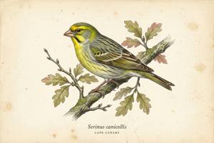Cape Canary illustration