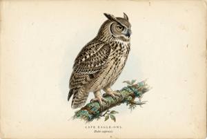 Cape Eagle-Owl illustration