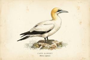 Cape Gannet illustration