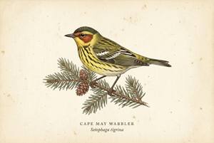 Cape May Warbler illustration