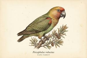 Cape Parrot illustration