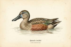 Cape Shoveler illustration