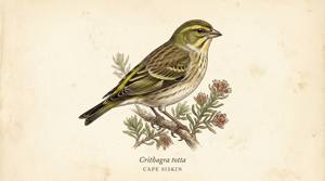 Cape Siskin illustration