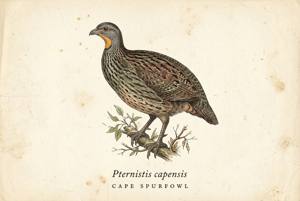 Cape Spurfowl illustration