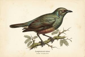 Cape Starling illustration