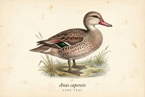 Cape Teal illustration