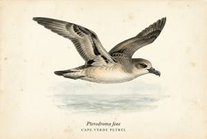 Cape Verde Petrel illustration
