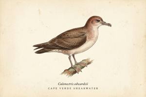 Cape Verde Shearwater illustration