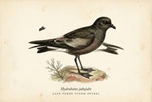 Cape Verde Storm-Petrel illustration