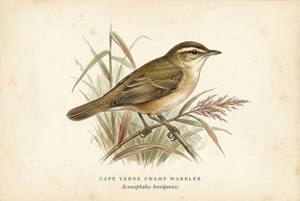 Cape Verde Swamp Warbler illustration