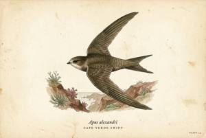 Cape Verde Swift illustration