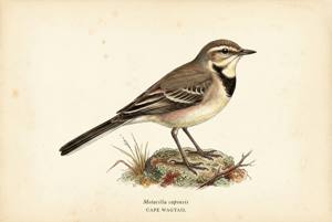 Cape Wagtail illustration