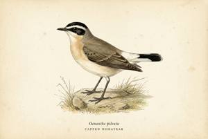 Capped Wheatear illustration