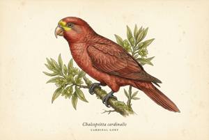 Cardinal Lory illustration