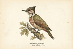 Cardinal Woodpecker illustration