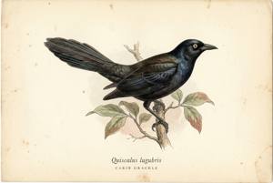 Carib Grackle illustration