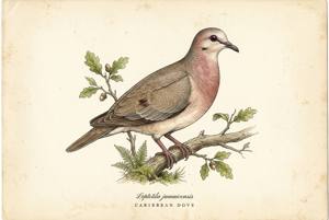 Caribbean Dove illustration