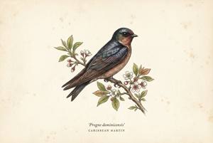 Caribbean Martin illustration